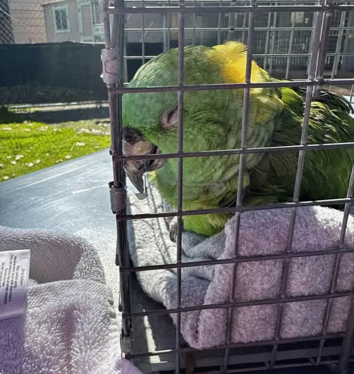 40-Year-Old Parrot Waits Alone for 2 Weeks in Empty Home, Collapses After Finally Being Rescued.,..s