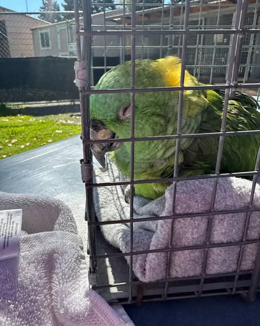 40-Year-Old Parrot Waits Alone for 2 Weeks in Empty Home, Collapses After Finally Being Rescued.,..s
