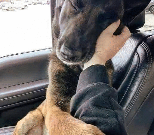 Max’s 173-Day Wait: A Story of QuietHope and an Ending Worth the Wait….b