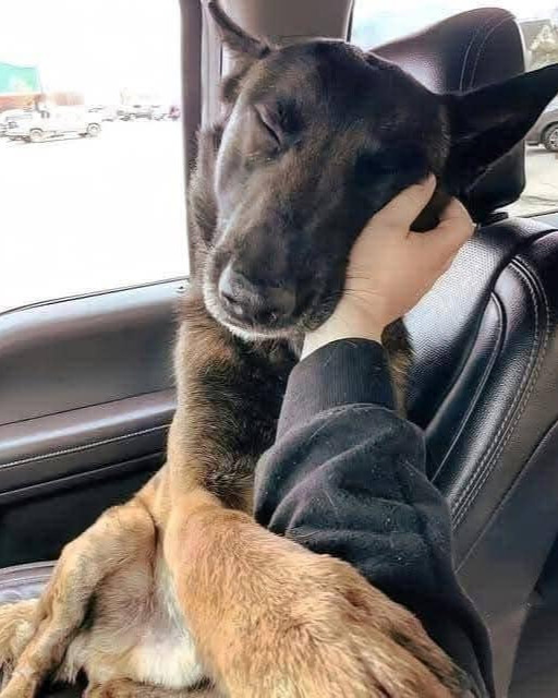 Max’s 173-Day Wait: A Story of QuietHope and an Ending Worth the Wait….b